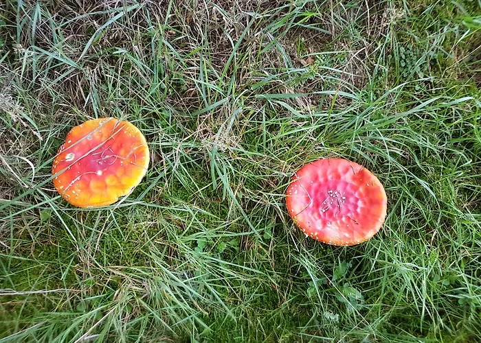 Apartment Pilgrims Elfriede- Freundliche *