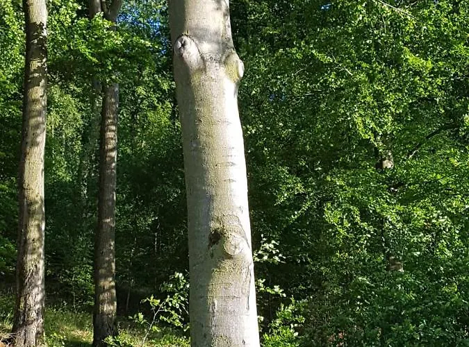 Pilgrims Elfriede- Freundliche *