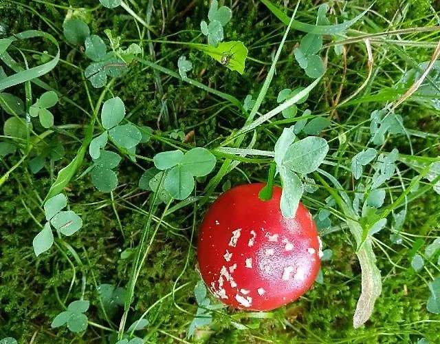 Pilgrims Elfriede- Freundliche Remblinghausen